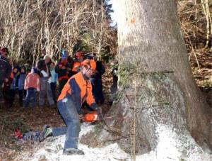 Na Dobrovljah posekali 130 let staro smreko 4